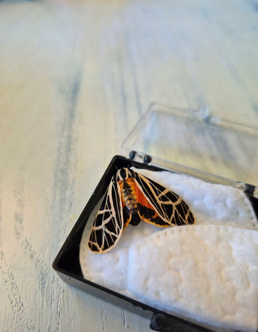 The Odd Moth-like Insect - Entomology Post #1