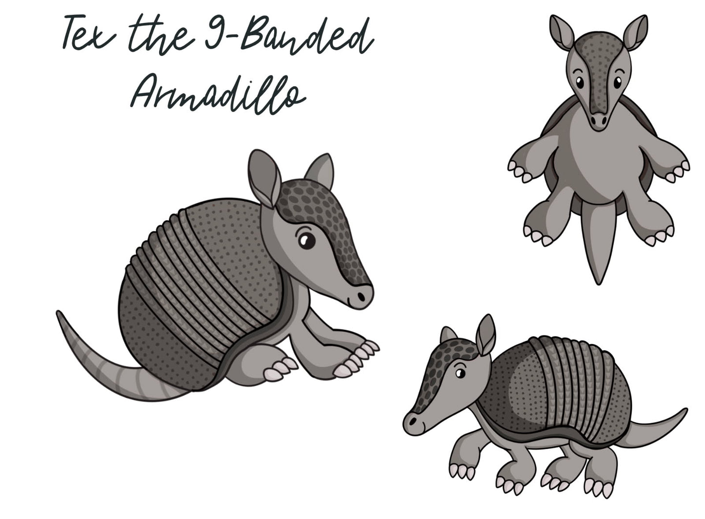 Tex the 9-Banded Armadillo